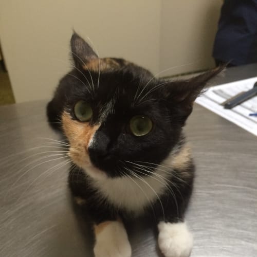 Miss Yuki