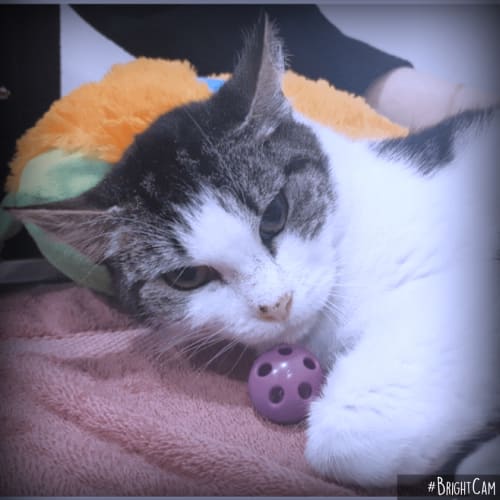 Joyful Jessie** Canterbury Pound