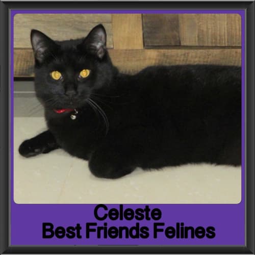 Celeste