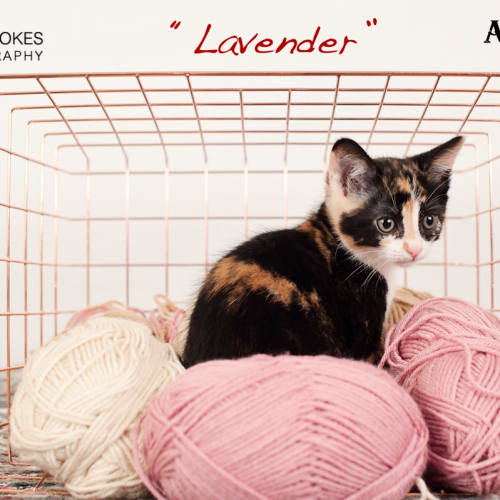 Lavender