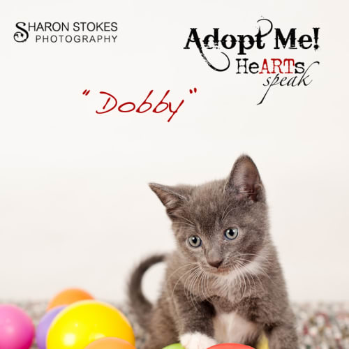 Dobby