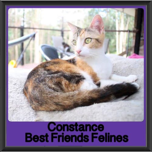 Constance 