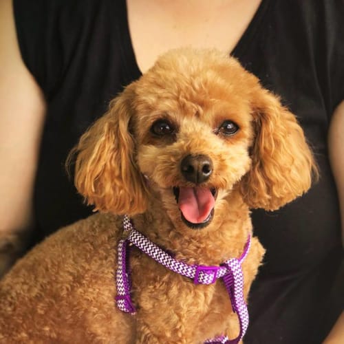 Lulu 
