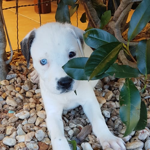 Juniper *Adoption Pending*