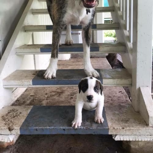  🌱 Oak 🌱 **Adoption Pending**