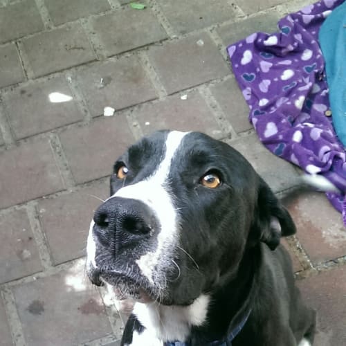 Max