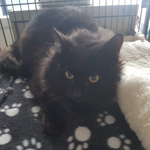 Dr Strange **2nd Chance Cat Rescue**