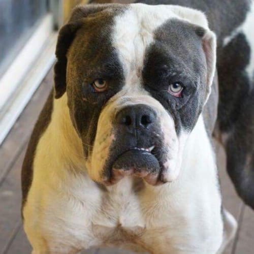 Dakota American Bulldog