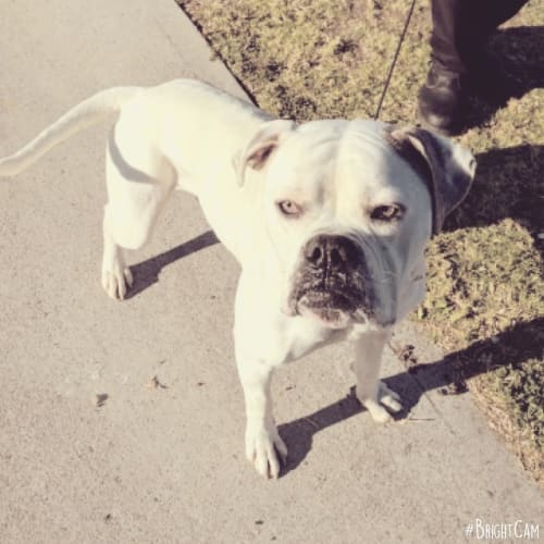 Handsome Rocky - Canterbury Pound