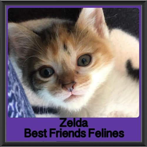 Zelda