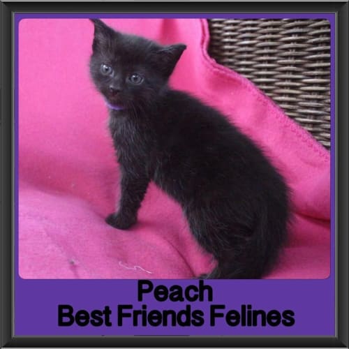 Peach 