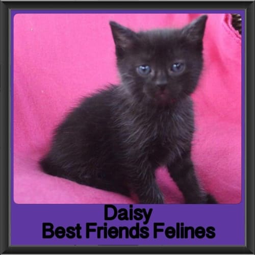 Daisy 