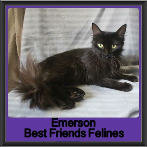 Emerson 