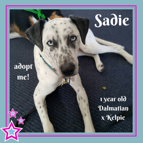 Sadie ~ Dalmatian x Kelpie (on trial 3/2/2018)