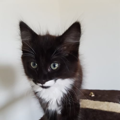 Bubble ***2nd Chance Cat Rescue***
