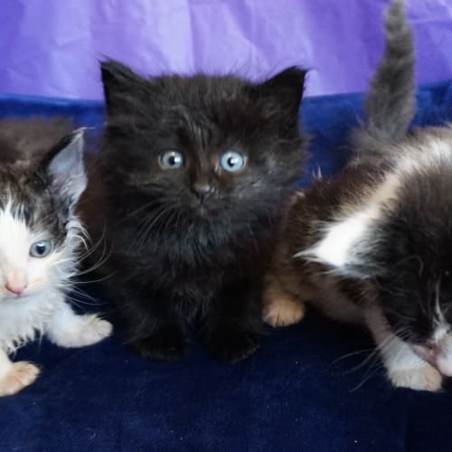 6 week old kittens ready to adopt 