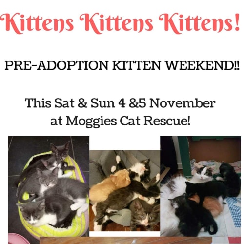 Pre-adoption kitten weekend this weekend!