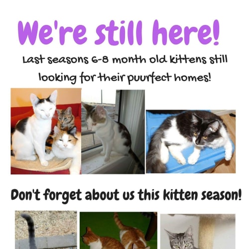 Last seasons Kittens