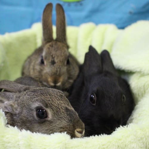 Tully, Topsy and Tulla 