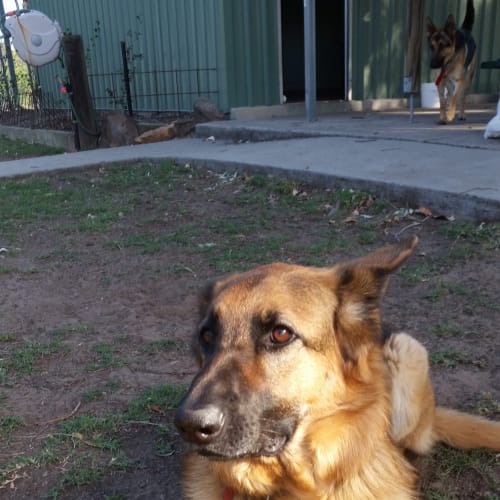 Heidi