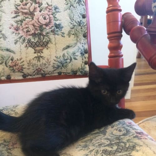 Harry (pre-Adoption Available)
