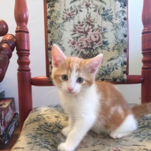Ron (Pre-Adoption Available)
