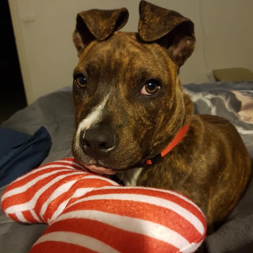 Luca