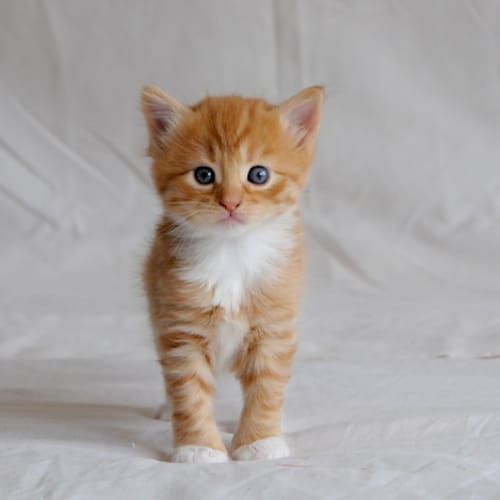 Lupin the sweet fluffy ginger boy kitten