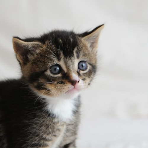 Periwinkle the ticked tabby boy kitten