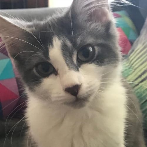 Kaia 
