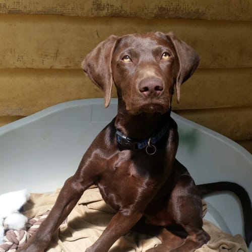 Cadbury