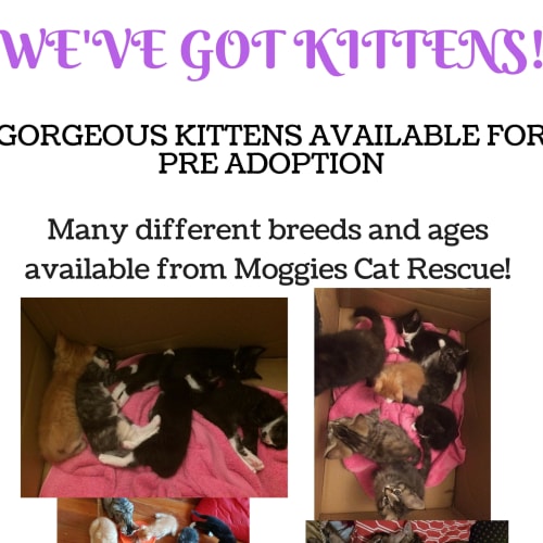 We've got kittens!