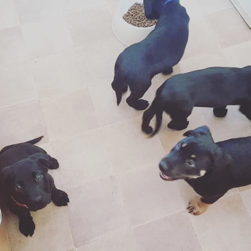 Puppy Arthur DL1763