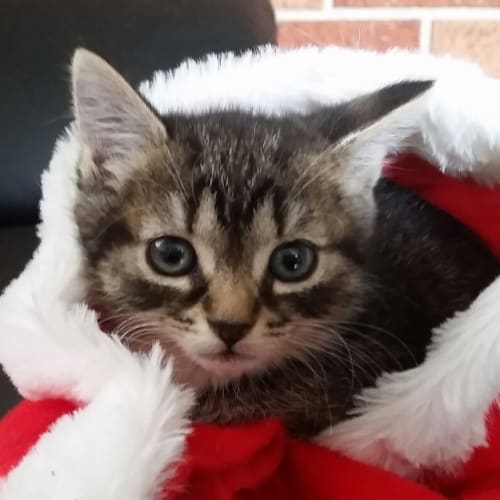 Christmas 