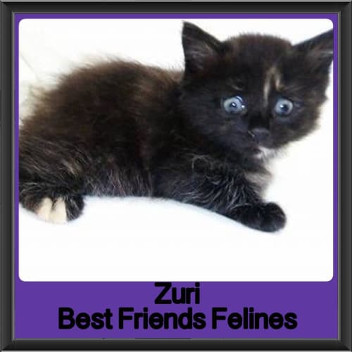 Zuri 
