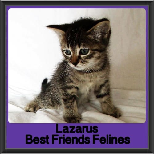 Lazarus 