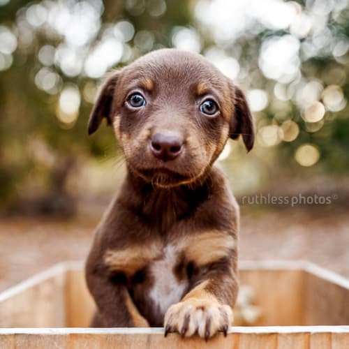 Anka