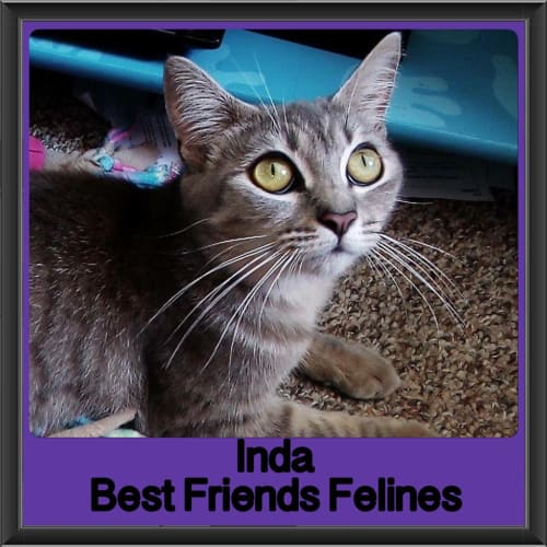 Inda 