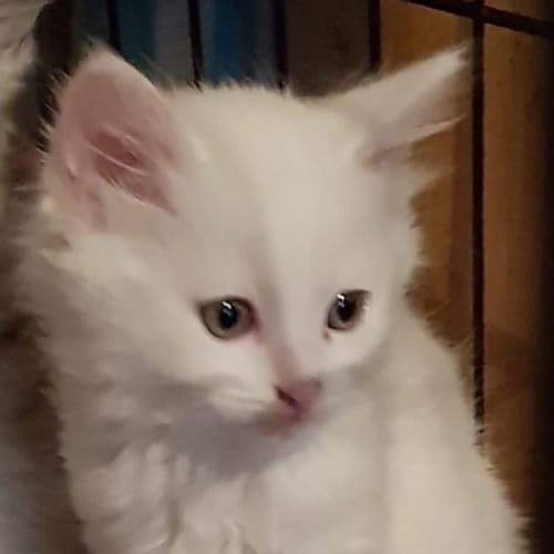 Olaf 