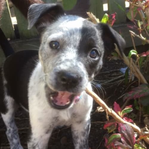 Piper