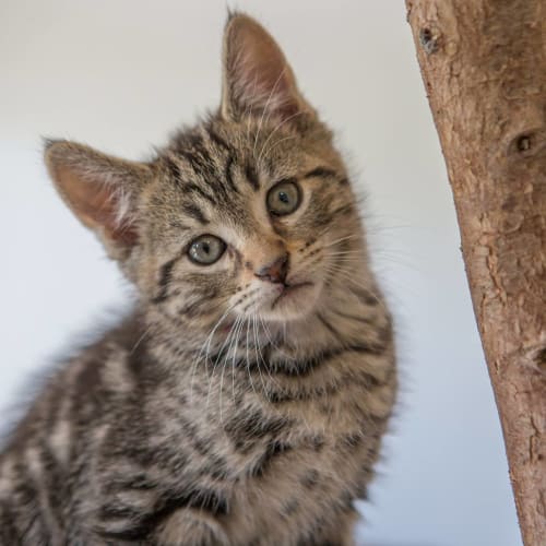 Leopardo DeCatrio