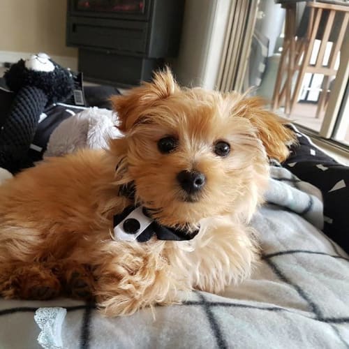 Chester