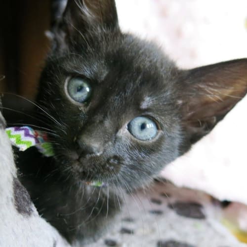 Bellatrix