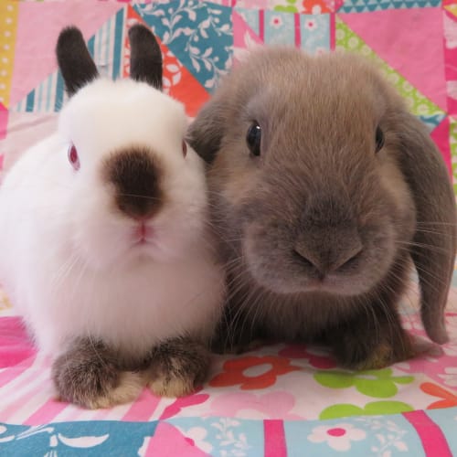 Tuppence and Wellington 