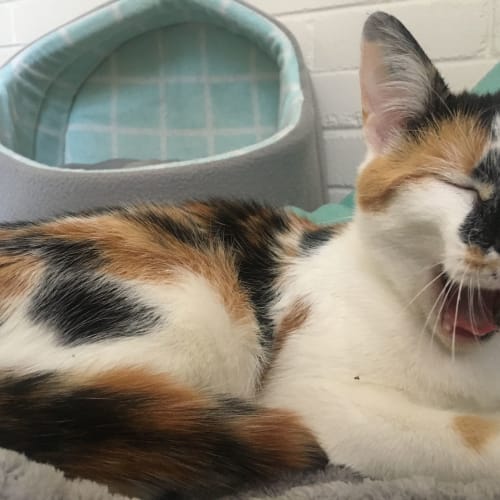 Marmalade