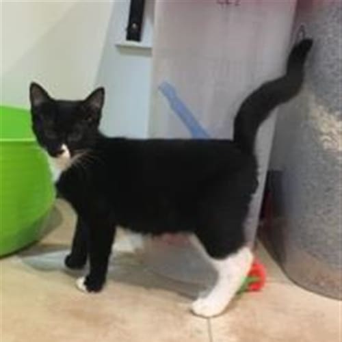 Paul