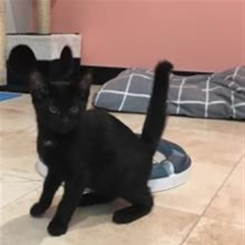 Ringo