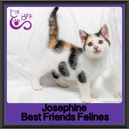Josephine 