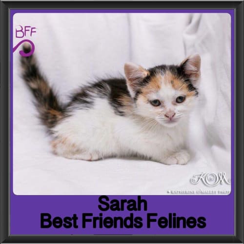 Sarah 