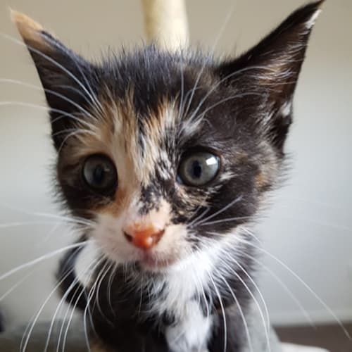 Rosie **2nd Chance Cat Rescue**